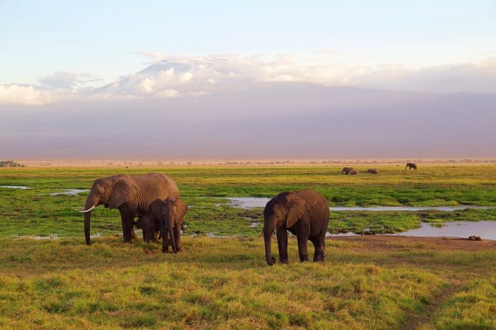 Κένυα, Σαφάρι στο Τσάβο – Διακοπές all inclusive στη Μομπάσα